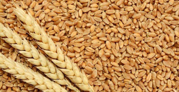 توزیع بذر گندم گواهی شده در خرامه----دوشنبه
