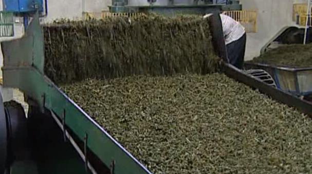 تولید ۳۵ برند تخصصی و استاندارد چای در کشور