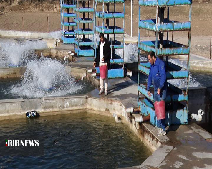 تولید سالانه بیش از ده هزارتن انواع ماهی در استان اردبیل