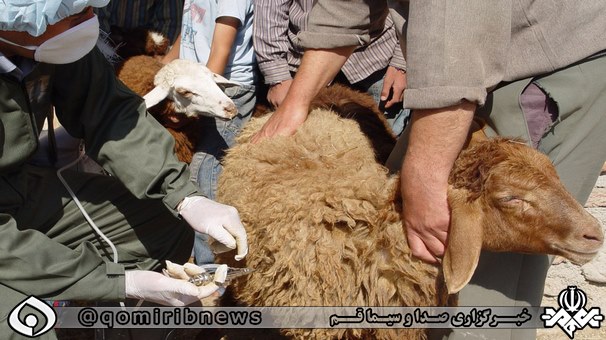 تب برفکی در کمین بار انداز دام کشور