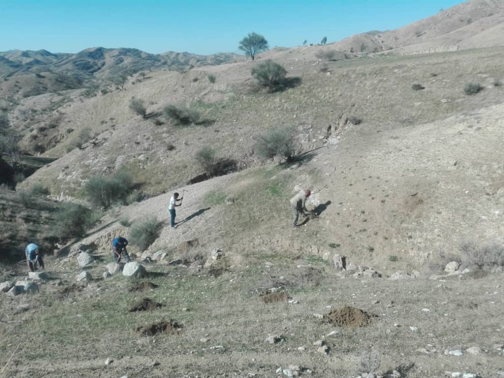 جنگل کاری در شهرستان ممسنی