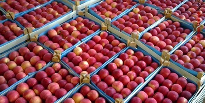 صادرات ۳۰ هزارتن سیب اشنویه به کشور‌های خارجی