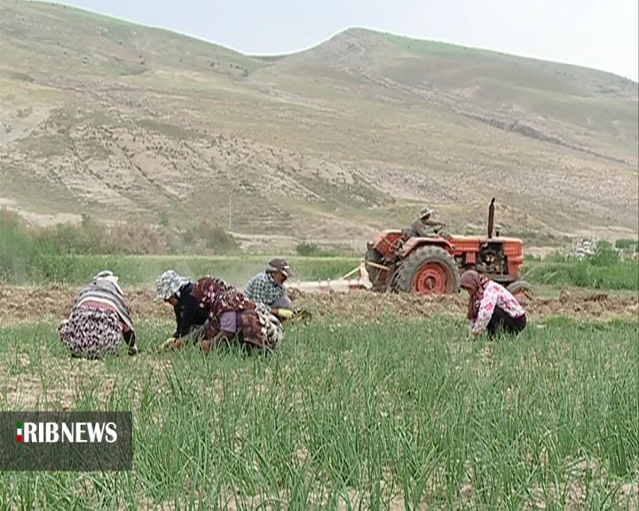 شیروان قطب تولید جو در خراسان شمالی