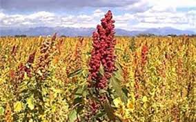 پیش بینی تولید ۱۰۰ تن خاویار گیاهی در مزارع خراسان جنوبی
