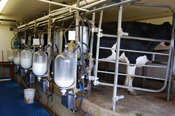 تولید روزانه ۴۵۰ تن شیر در مرودشت