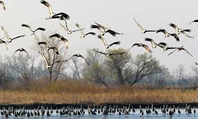 آغاز سرشماری زمستانه پرندگان آبزی و کنار آبزی در سردشت