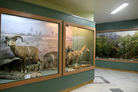 بازدید رایگان از موزه تنوع زیستی حفاظت محیط زیست استان