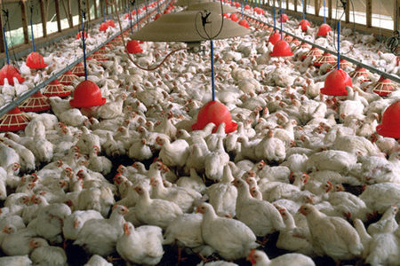 کاهش ۲۳ درصدی شاخص قیمت تولیدکننده مرغداری‌های صنعتی