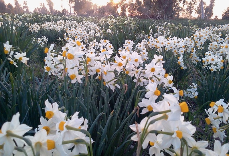 پیش بینی برداشت بیش از ۱۵ هزار تن گل نرگس از گلزار‌های طبیعی فارس/// چهارشنبه