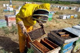 افزایش 60 درصدی تولید عسل در خراسان رضوی