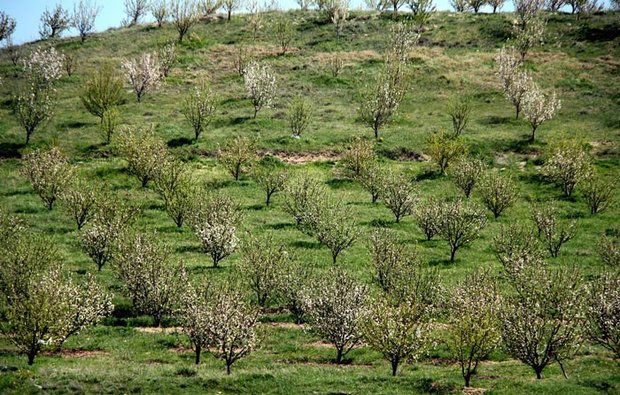 شناسایی 400 هکتار اراضی شیبدار برای توسعه باغ ها در خراسان شمالی