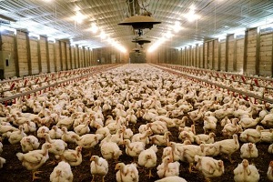 تکذيب استفاده از ماده مخدر در غذای مرغ