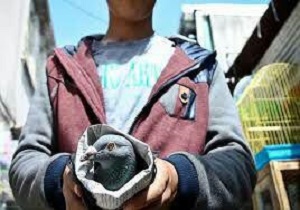 پرنده فروشان دوره‌گرد در آبیک جمع آوری می‌شوند