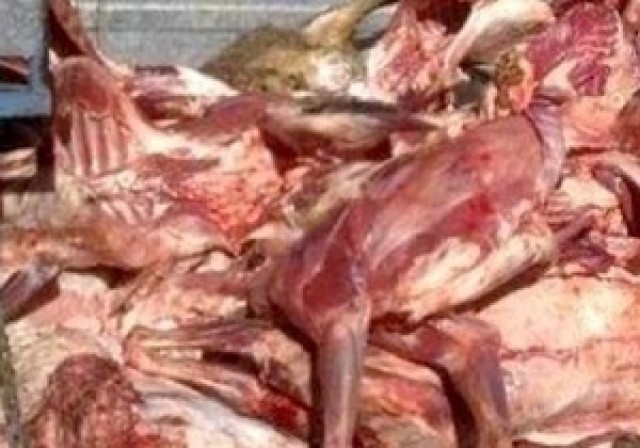 کشف بیش از یک تن گوشت فاسد در شیراز