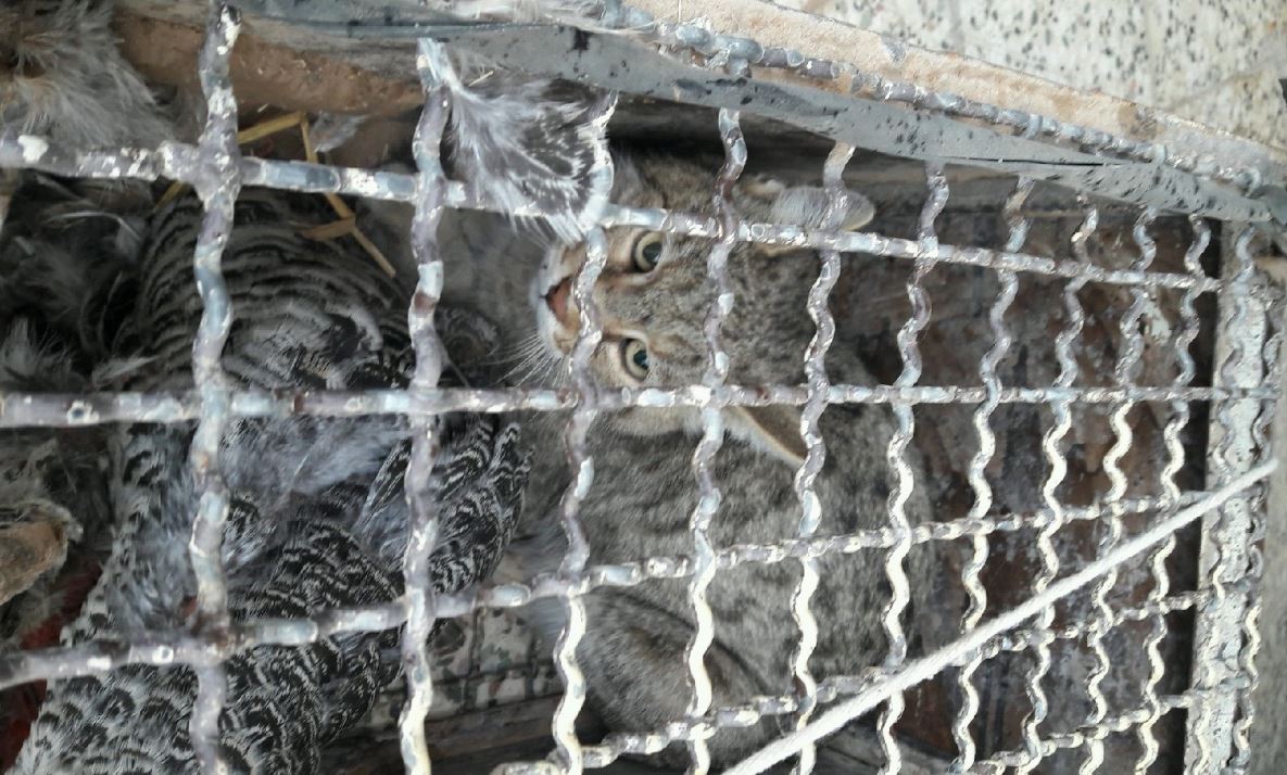 از اتلاف شبانه مرغ ها تا ثبت اولین مستند حضور گربه وحشی در کاشمر
