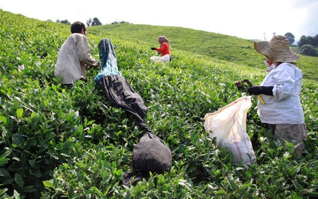 پرداخت تسهیلات بانکی برای رونق صنعت چای
