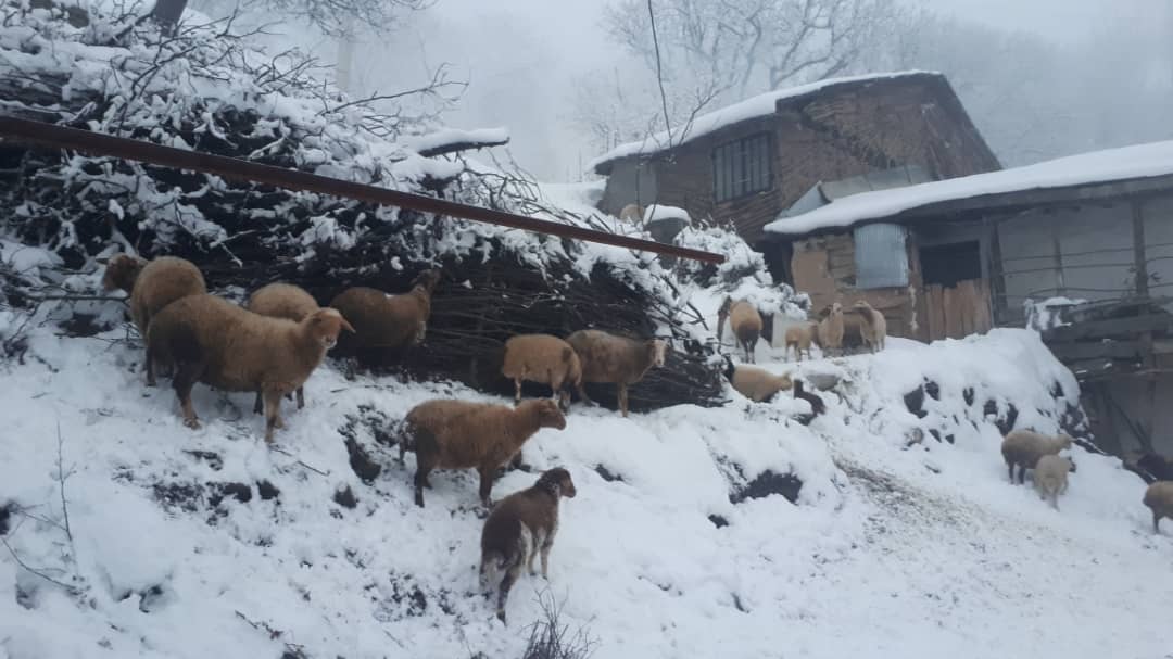 بارش برف در مناطق کوهستانی گیلان