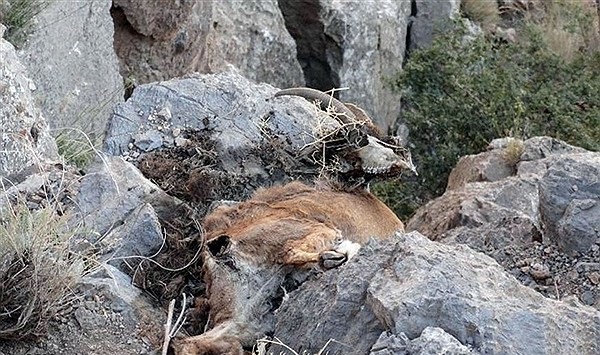 تلف شدن 70 رأس قوچ و میش در اثر ابتلا به بیماری طاعون نشخوارکنندگان کوچک