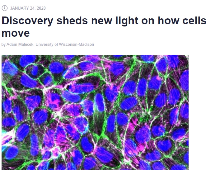 کشف چگونگی حرکت برخی سلول‌ها در بدن