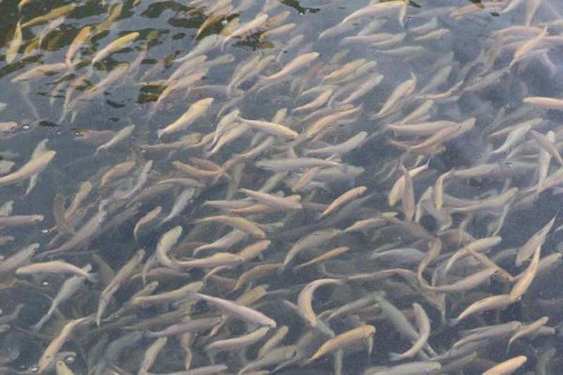 توسعه پرورش ماهی در استخر‌های دو منظوره آباده