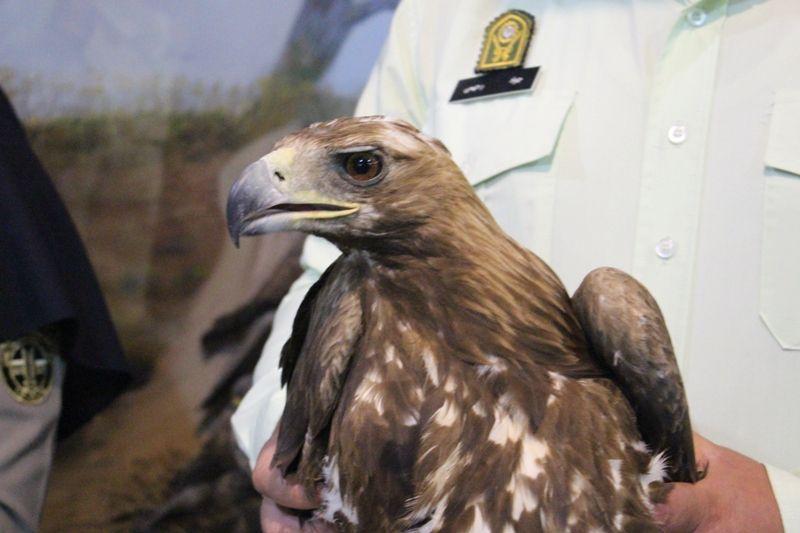 عقاب زخمی نجات یافت