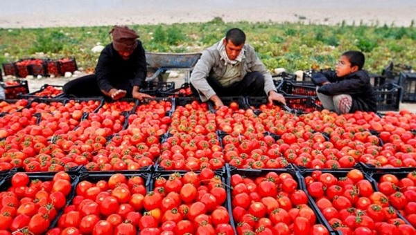 افت شدید قیمت گوجه فرنگی در هرمزگان