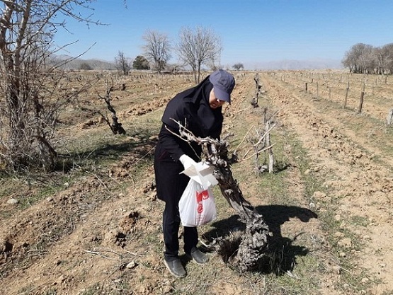 مبارزه با آفات در باغ‌های انگور شهرستان پاسارگاد