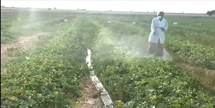 سمپاشی مزارع کشاورزی ۵ شهرستان فارس بر علیه ملخ صحرائی