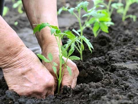 حاشیه رودخانه شور شهرستان مهر سبز می‌شود