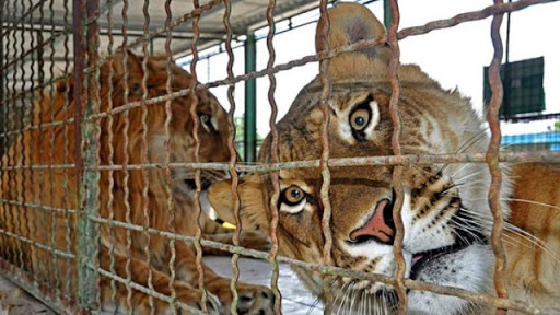 پرونده تعطیلی باغ‌وحش مشهد بسته شد