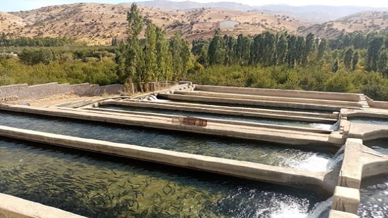 تولید ۴ هزار تن ماهی در استان قزوین