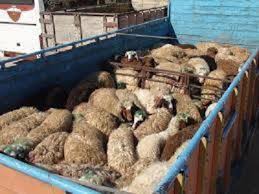 کشف ۱۰۱ راس گوسفند قاچاق در فسا