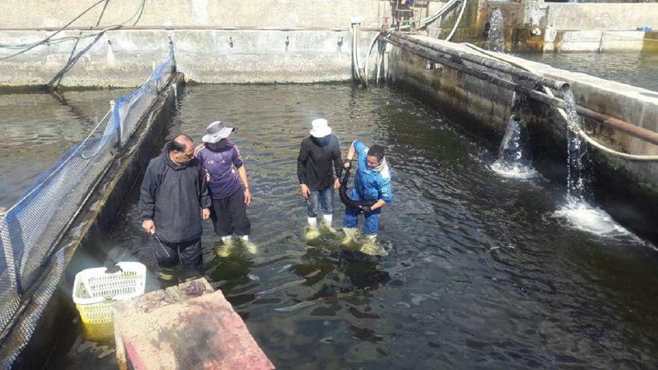 تولید ۲۱ تن ماهی خاویاری در استان قزوین