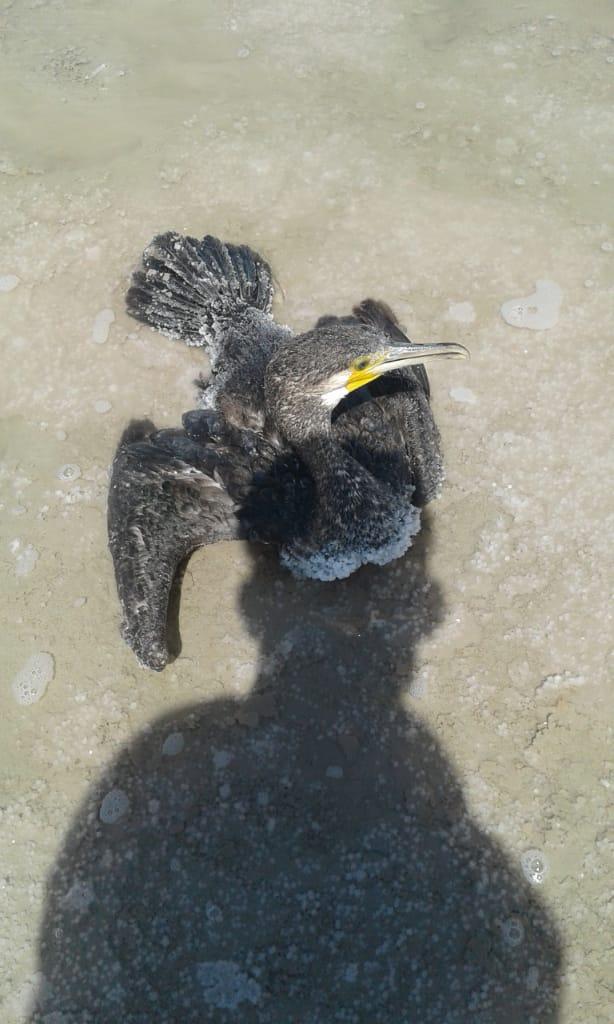 نجات پرنده باکلان در نمک زار‌های دریاچه بختگان