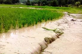 خسارت ۳۰ میلیارد ریالی سیلاب به اراضی کشاورزی استان