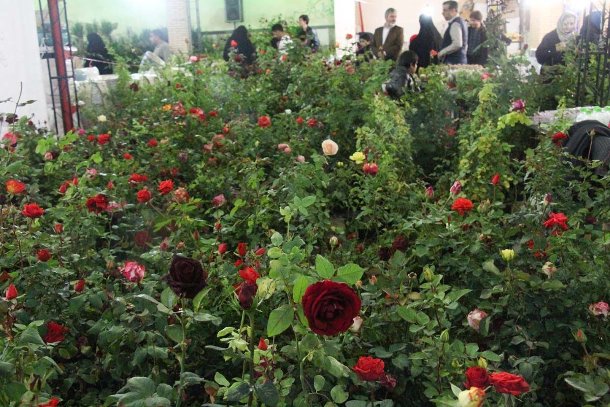اختصاص وام کم بهره به متقاضیان کشت گل‌های زینتی در یزد