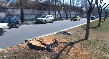 قطع درختان خیابان شهید قدوسی مراغه