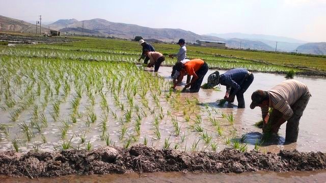 کشت برنج در هزار و ۳۰۰ هکتار از اراضی چرام