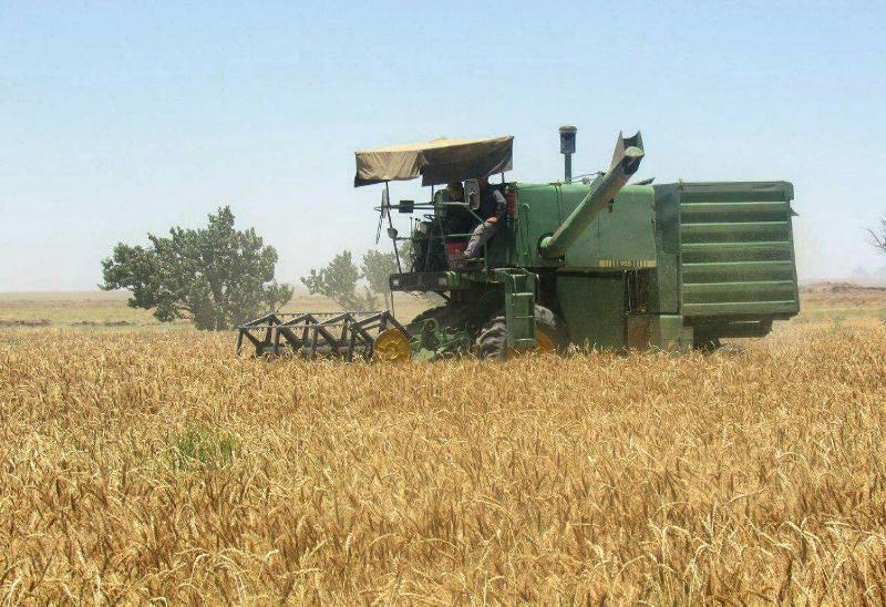پیش بینی برداشت 18 هزارتن گندم در چرام