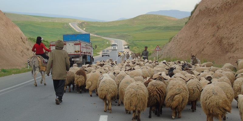 آغاز کوچ عشایر به مناطق ییلاقی استان