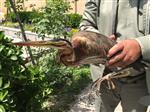 دستگیری فروشنده پرنده وحشی در مشهد