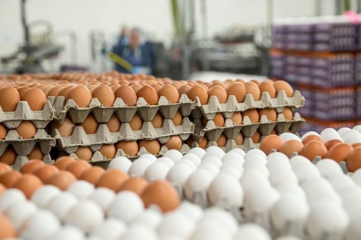 توقیف ۱۰ تن تخم مرغ فاقد نشانه گذاری در مشهد