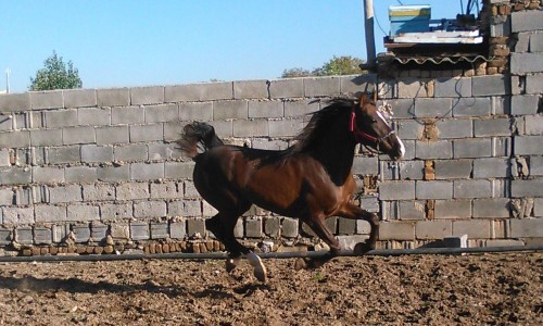 برپایی جشن گلریزان در مجموعه سوارکاری