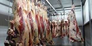 تولید گوشت قرمز به ۸۱،۵ هزار تن رسید