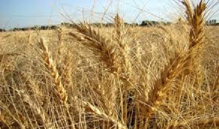 خرید بیش از 800 هزار تن گندم در خوزستان