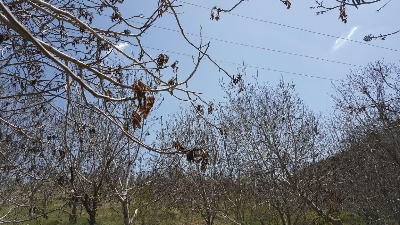 افزایش خسارت سرمای بهاره باغات چهارمحال و بختیاری