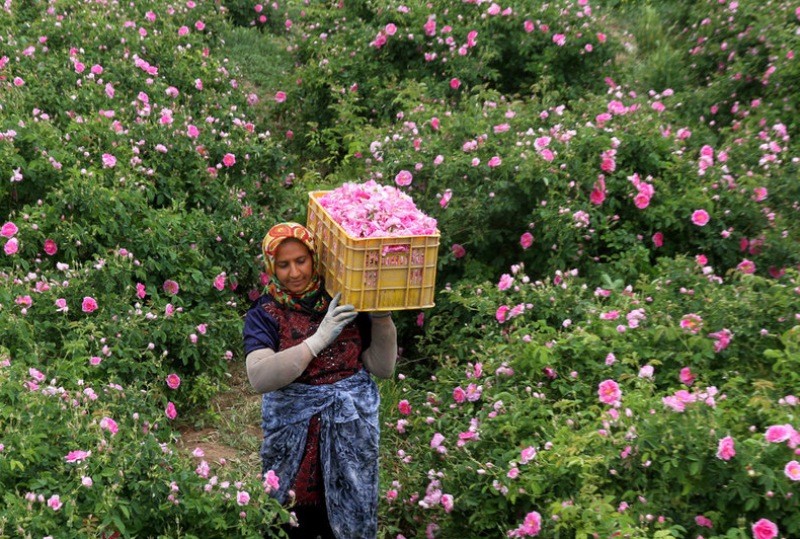 آغاز برداشت گل محمدی از 68 هکتار از گلستانهای شهرستان نطنز