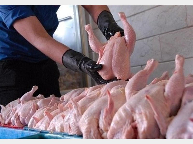 ممنوعیت عرضه و فروش مرغ فله در قزوین