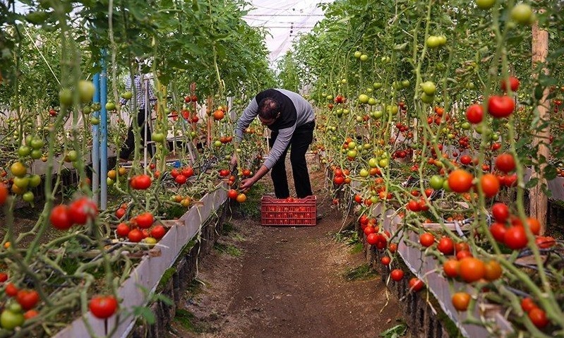 سهم 300 هکتاری البرز در کشت گلخانه ای