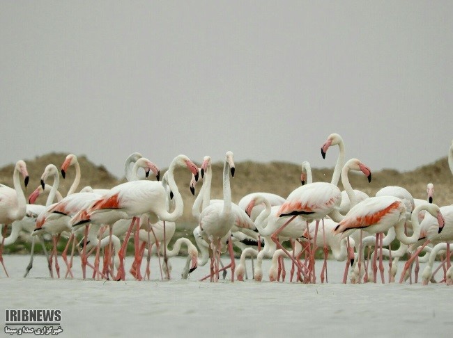 میزبان 300 گونه پرنده نادر از سراسر دنیا